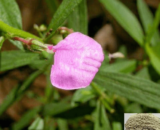 Orithal Thamarai Powder