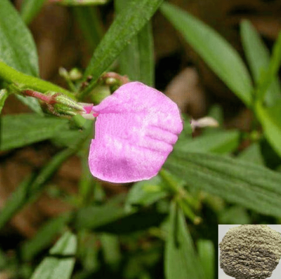 Orithal Thamarai Powder