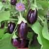 image for Bhagyamathi Brinjal seeds