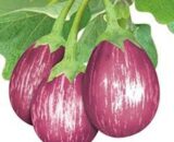 Image for Brinjal CVK Seeds