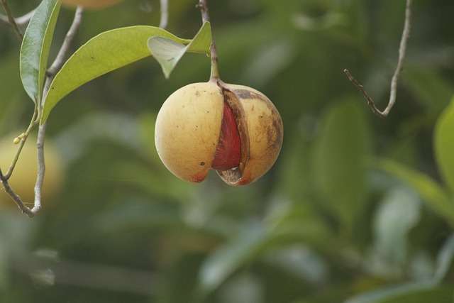 சித்த மருத்துவம்