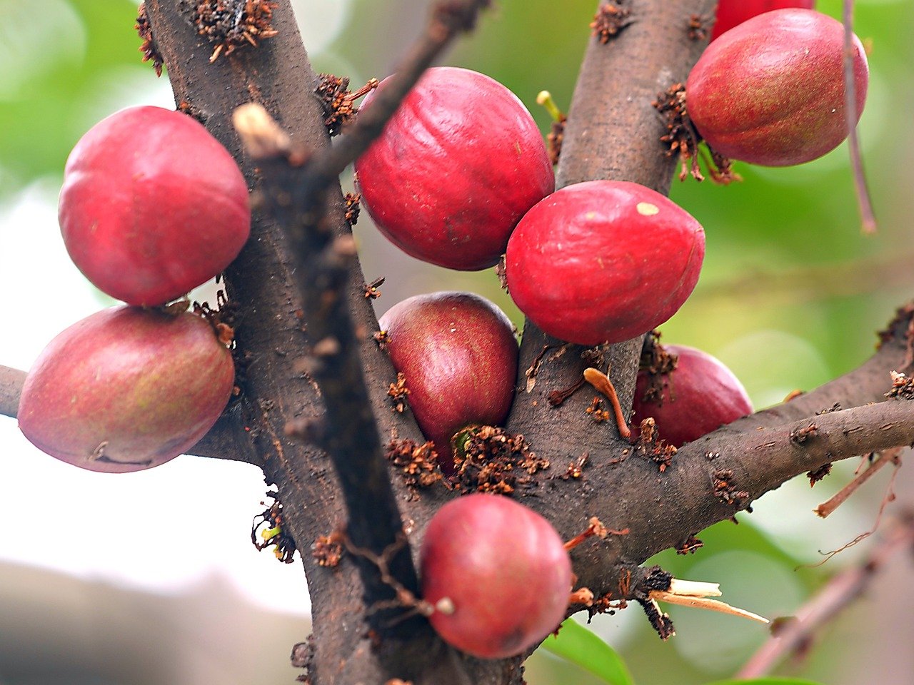 தூதுவளை, தும்பை, கொள்ளு – மருத்துவ குணங்கள்