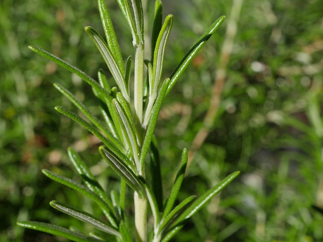 Rosemary Leaves Dried