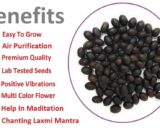 Lotus Seeds